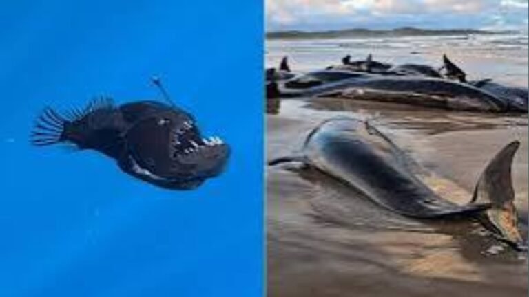 সমুদ্রের গভীর থেকে উঠে আসা অশনি সংকেত: বিপদ আসন্ন?”